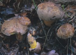 Cyanoboletus pulverulentus (sinoborowik klinowotrzonowy)