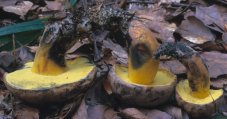 Cyanoboletus pulverulentus (sinoborowik klinowotrzonowy)