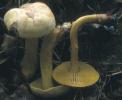 Tricholoma sulphureum (gąska siarkowa)