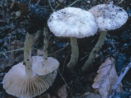 Unidentified-Inocybe