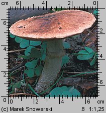 Agaricus silvaticus (pieczarka leśna)