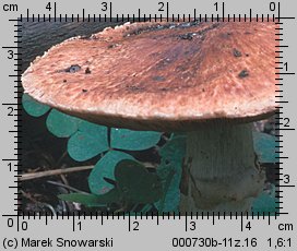 Agaricus silvaticus (pieczarka leśna)