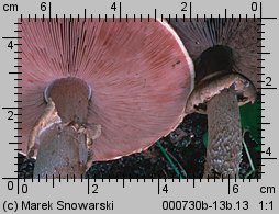 Agaricus silvaticus (pieczarka leśna)