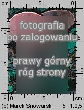 Agaricus silvaticus (pieczarka leśna)