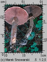 Agaricus silvaticus (pieczarka leśna)