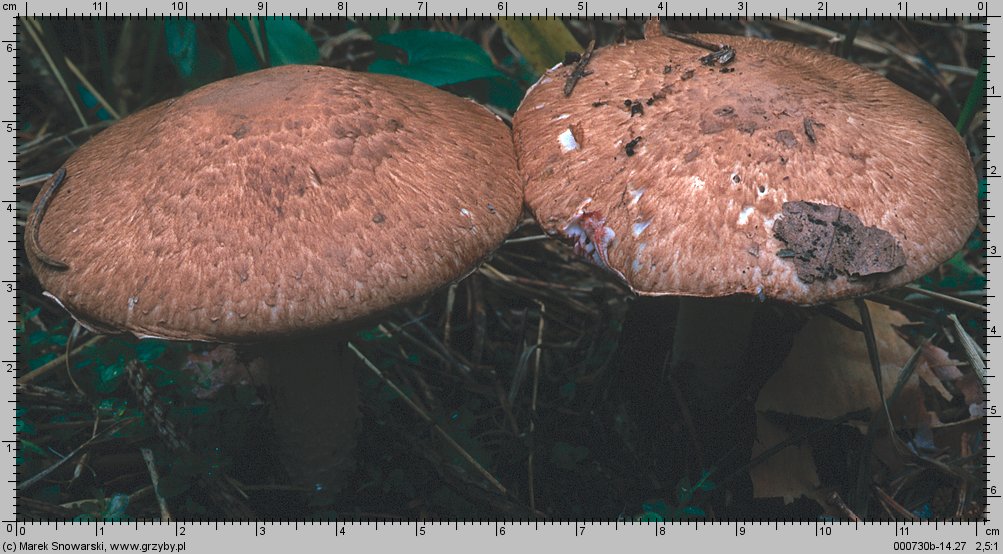 Agaricus silvaticus (pieczarka leśna)