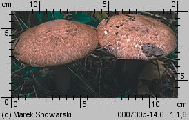 Agaricus silvaticus (pieczarka leśna)