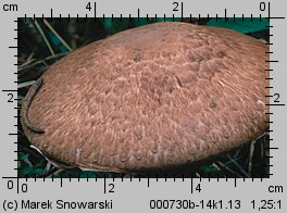 Agaricus silvaticus (pieczarka leśna)