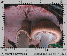 Agaricus silvaticus (pieczarka leśna)