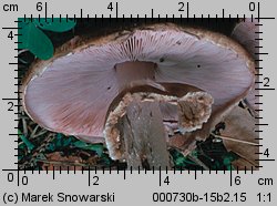 Agaricus silvaticus (pieczarka leśna)