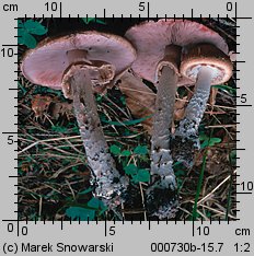 Agaricus silvaticus (pieczarka leśna)