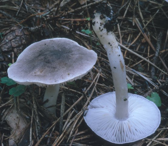 Tricholoma terreum (gąska ziemistoblaszkowa)