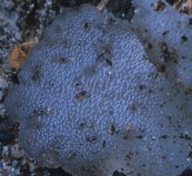 Pseudohydnum gelatinosum (galaretek kolczasty)