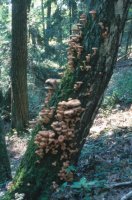 Armillaria ostoyae (opieńka ciemna)