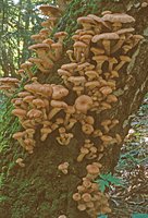 Armillaria ostoyae (opieńka ciemna)