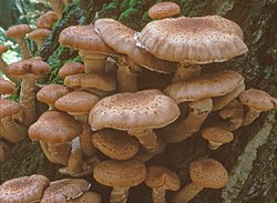 Armillaria ostoyae (opieńka ciemna)