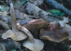 Tricholoma ustale (gąska bukowa)