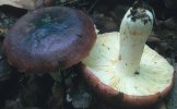 Russula atropurpurea (gołąbek ciemnopurpurowy)