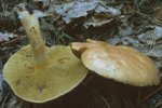 Suillus bovinus (maślak sitarz)