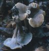 Craterellus undulatus (lejkowniczek pełnotrzonowy)