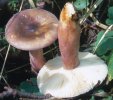 Russula sp.