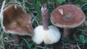 Russula sp.