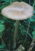 Entoloma majaloides