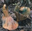 Lactarius deliciosus (mleczaj rydz)