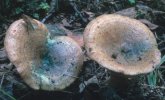 Lactarius deliciosus (mleczaj rydz)