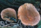 Lactarius deliciosus (mleczaj rydz)