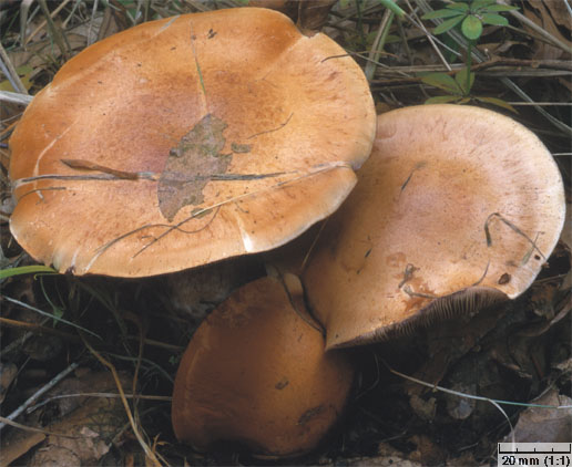 Thaxterogaster purpurascens (zasłonak purpurowiejący)