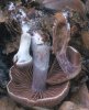 Unidentified-Cortinarius