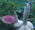 Russula sp.