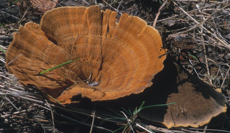 Coltricia perennis (stułka piaskowa)