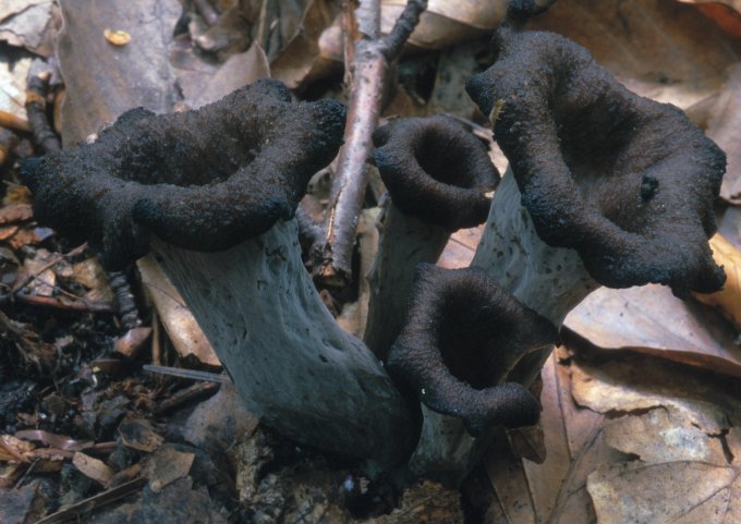 Craterellus cornucopioides (lejkowiec dęty)