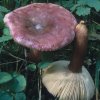 Russula sp.