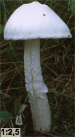 Amanita strobiliformis (muchomor szyszkowaty)