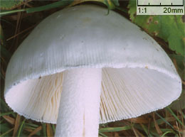 Amanita strobiliformis (muchomor szyszkowaty)