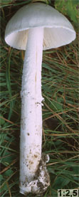 Amanita strobiliformis (muchomor szyszkowaty)