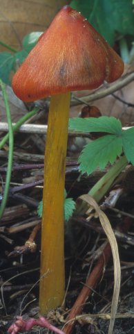 Hygrocybe conica (wilgotnica czerniejąca)