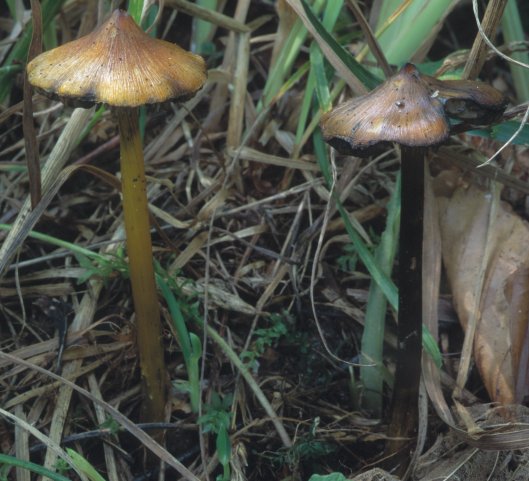 Hygrocybe conica (wilgotnica czerniejąca)