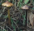 Hygrocybe conica (wilgotnica czerniejąca)