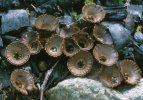 Cyathus striatus (kubek prążkowany)