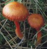 Hygrocybe coccinea (wilgotnica szkarłatna)