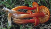 Hygrocybe coccinea (wilgotnica szkarłatna)