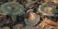 Unidentified-Russula