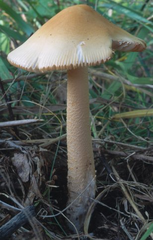 Amanita crocea (muchomor żółtawy)