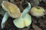 Unidentified-Russula