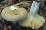 Unidentified-Russula