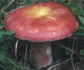 Russula rhodopus (gołąbek czerwononogi)